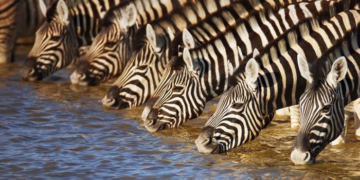 Best of Botswana and the Falls